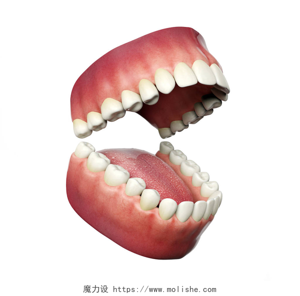白色背景上牙齿模型人类的牙齿打开孤立在白色的背景，3d 渲染